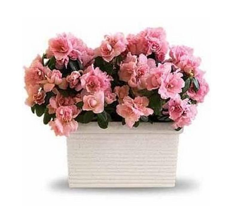 Azalea plant in white container