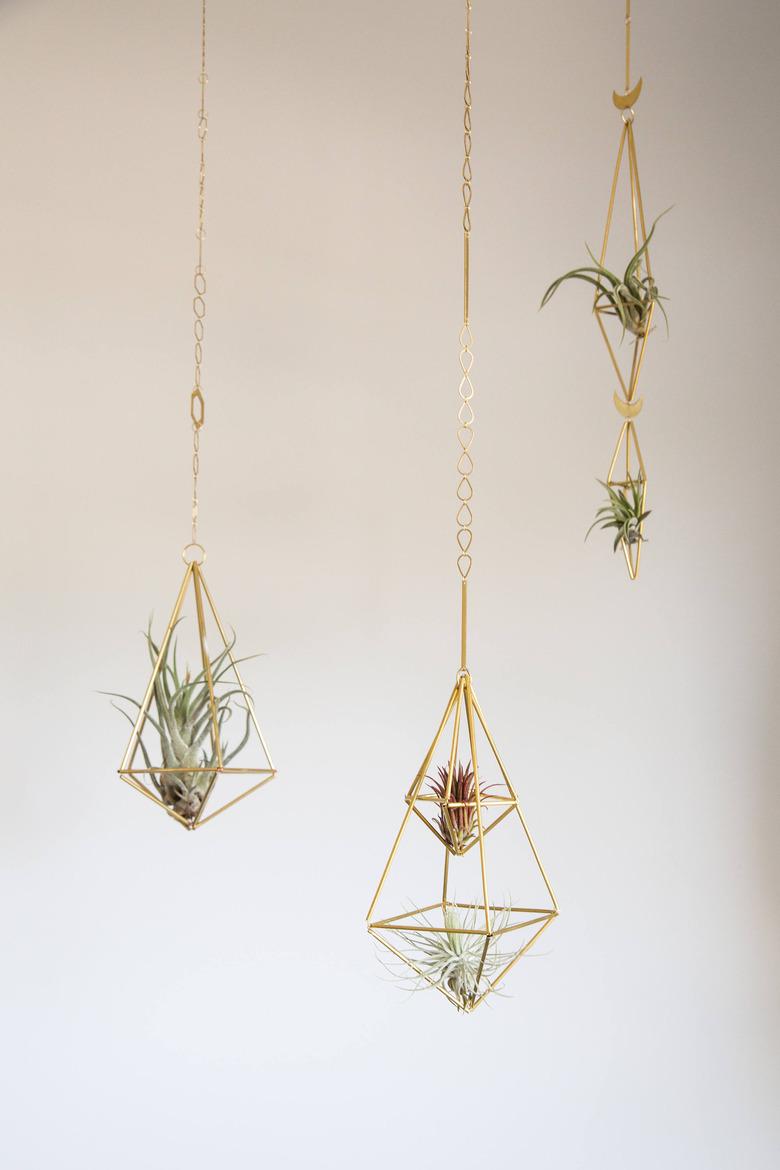 air plants