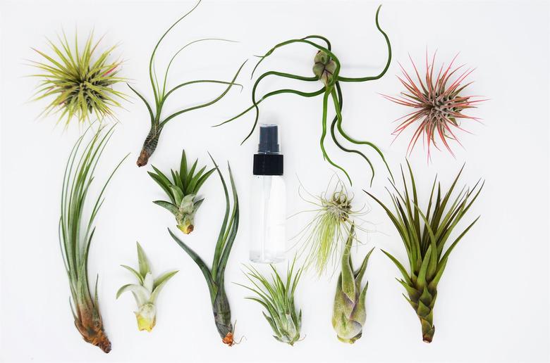 air plants