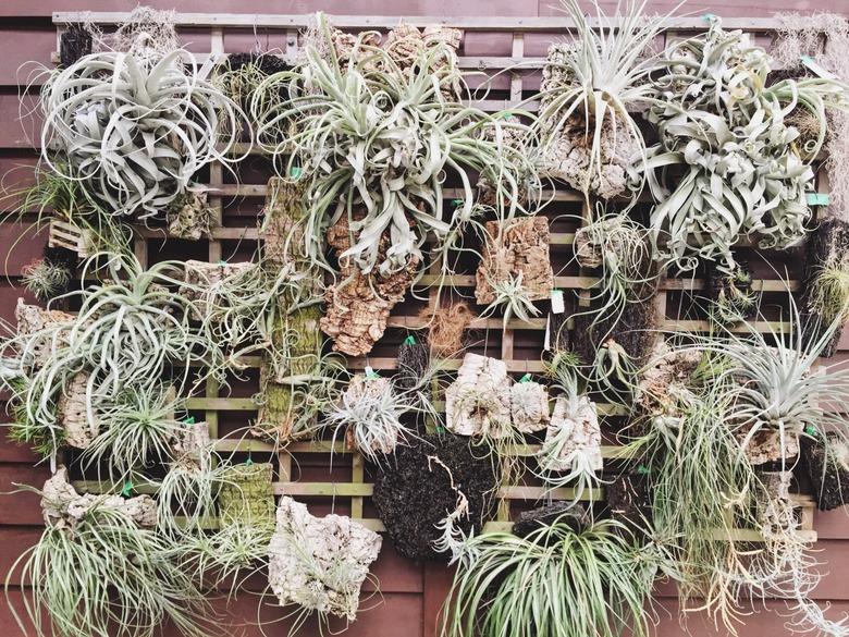 air plants