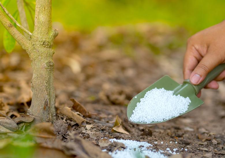 Farmer giving nitrogen fertilizer to plant