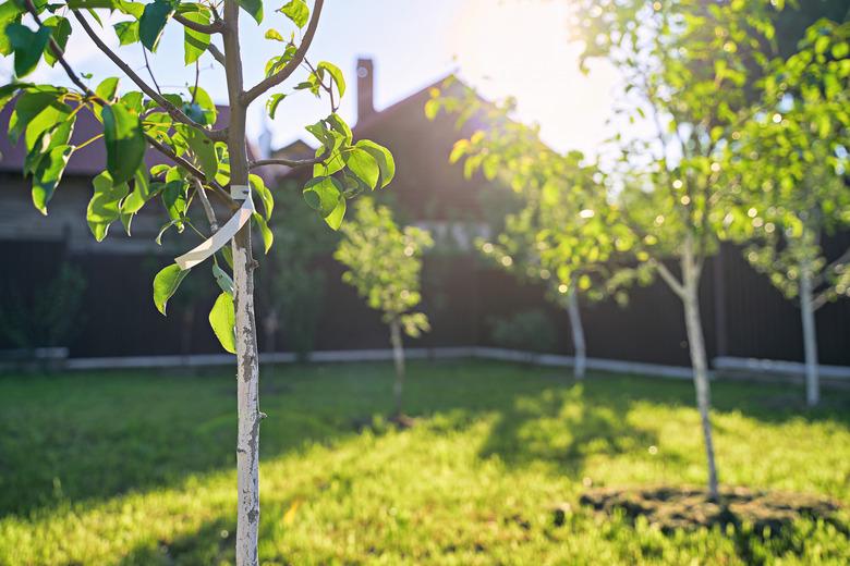 Freshly planted young pear and apple trees in spring or summer orchard or garden with beautiful sunlight. Tree has a label with no text.