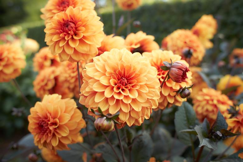 Close up of orange asteraceae dahlia 