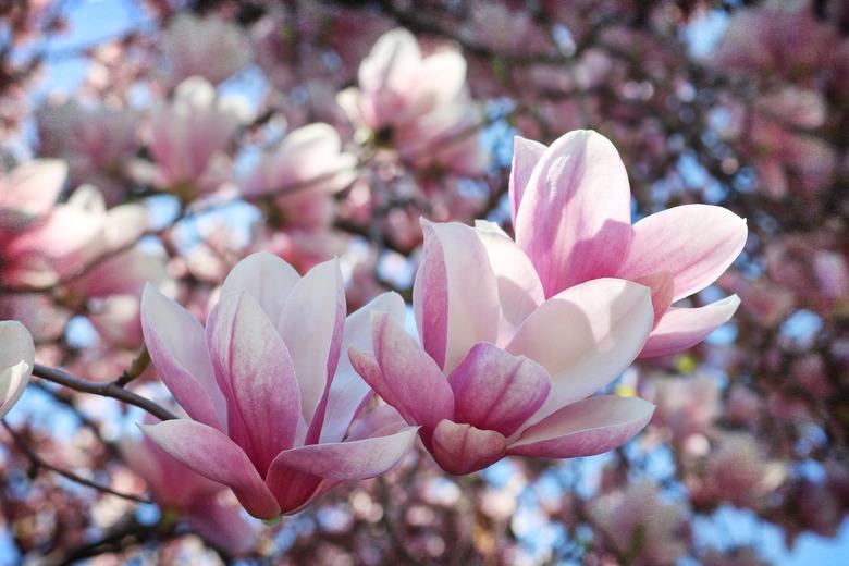 Magnolias in Bloom