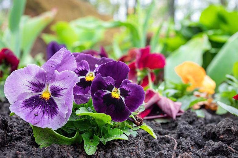 Violet flowers in a soil at spring garden