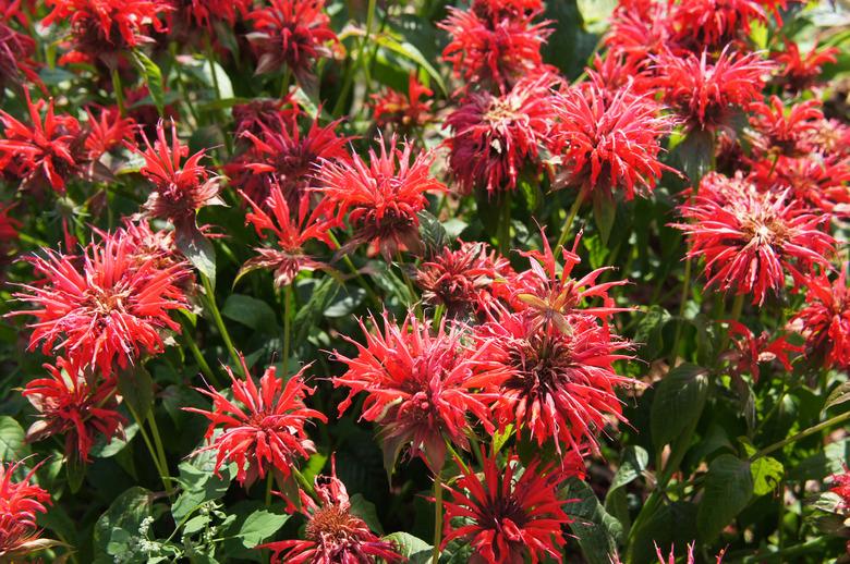 Red beebalm or monarda didyma herb