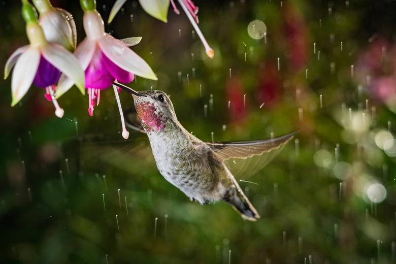 Hummingbird feeding from flowers in hanging basket.