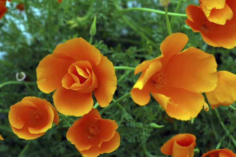 California poppies, Eschscholzia californica