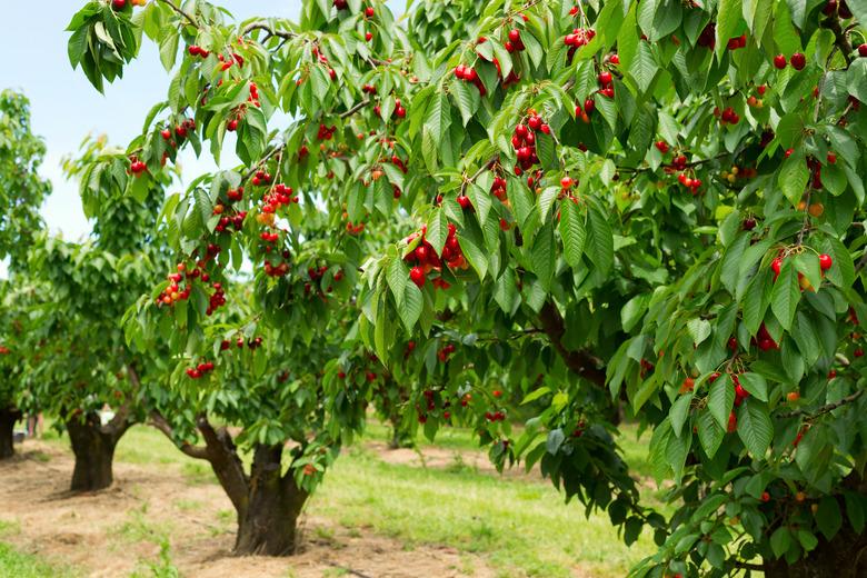 Ripe cherries on a tree