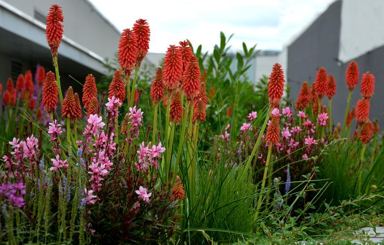 lush flower bed with sage blue and purple flower combined with yellow ornamental grasses lush green color perennial prairie flower bed in the city