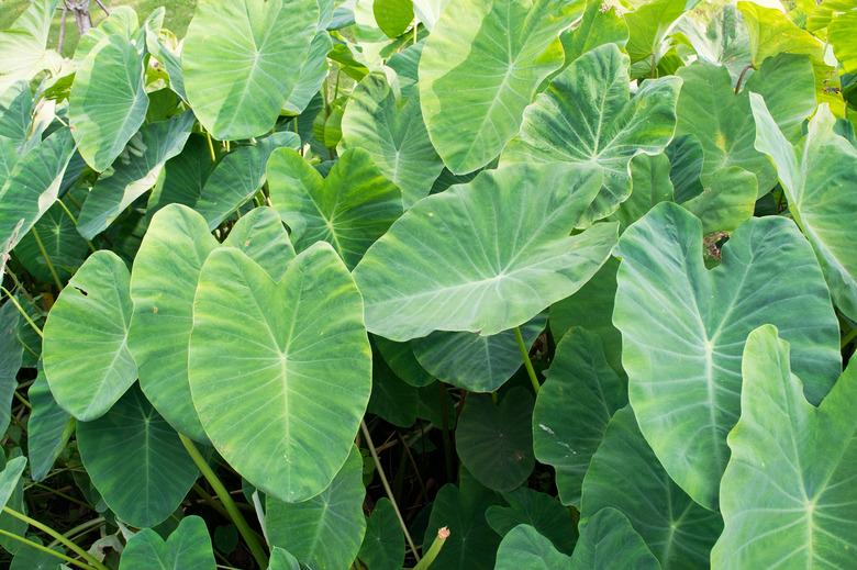 Elephant ear