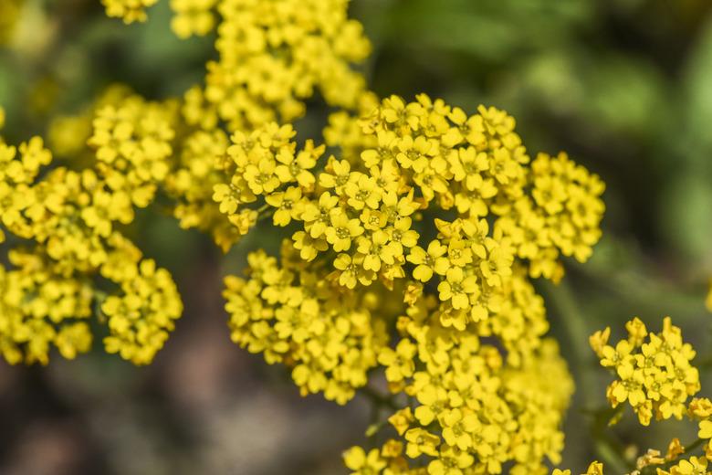 Yellow flower blooming in a garden, spring time.