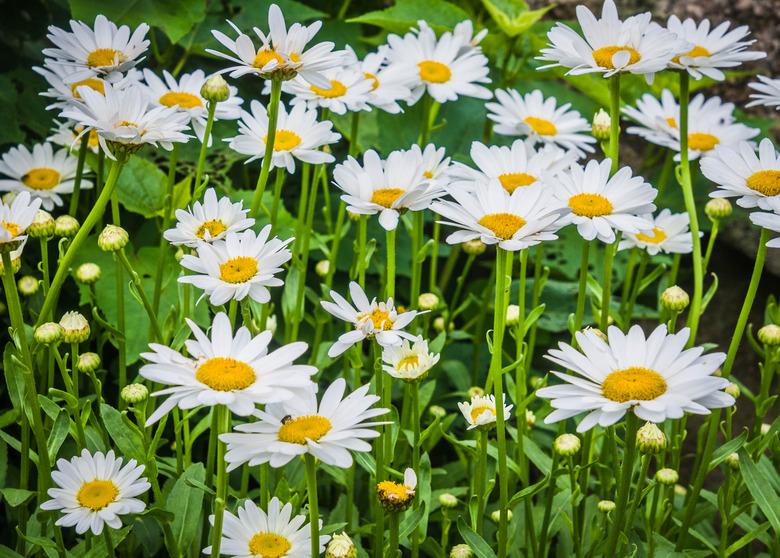 Shasta Daisies