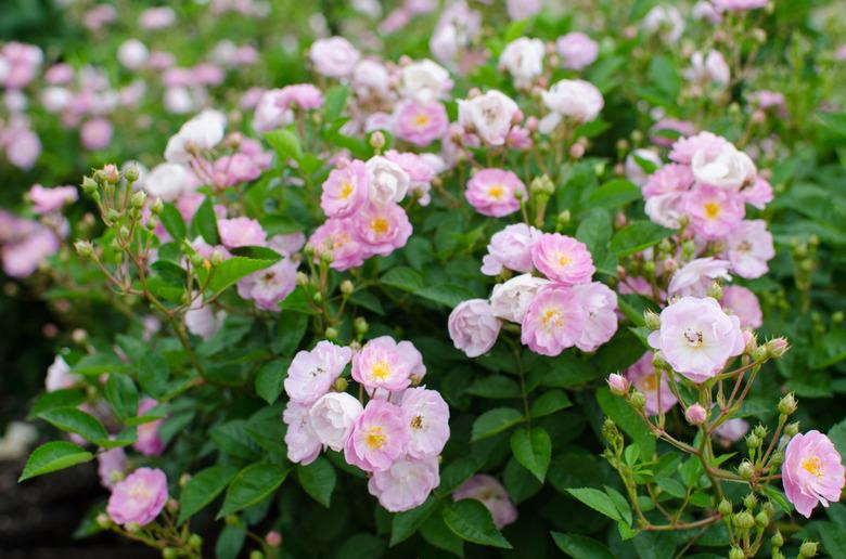 Pink Polyantha Rose, Mignonette