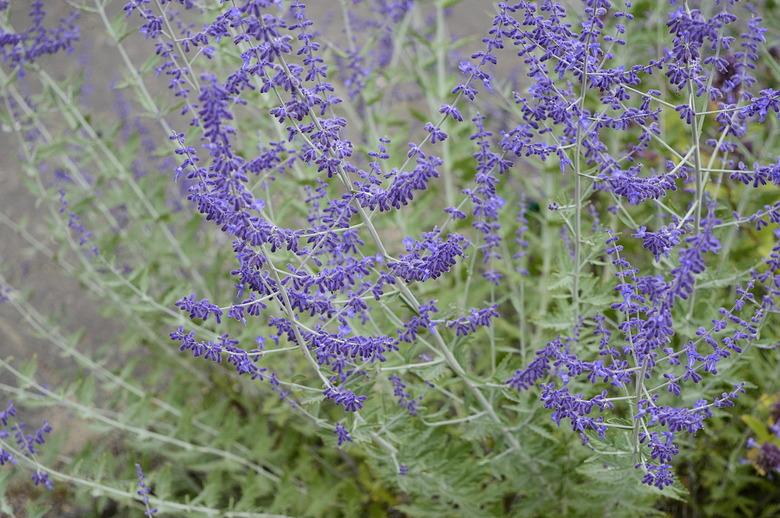 Perovskia atriplicifolia with blue flowers