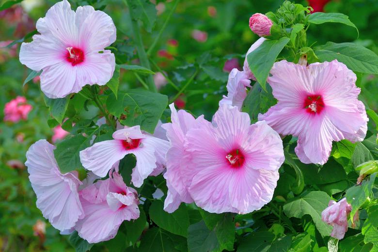 Hibiscus moscheutos / Rose Mallow / Swamp Mallow Flower