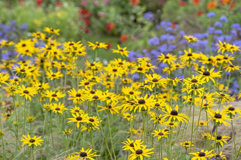 Beautiful summer flowering, yellow Rudbeckia fulgida var. sullivantii 'Goldsturm' black-eyed susan flowers