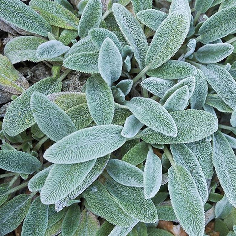 A close-up of lamb's ear plants