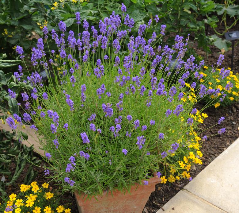 Terracotta Flowerpot of The Lavander Plant (Lavandula)