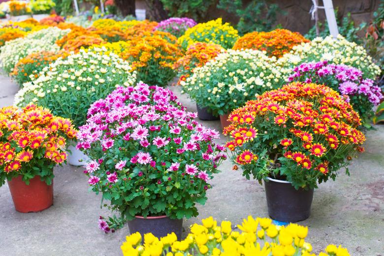 Feverfew flowers in the pots