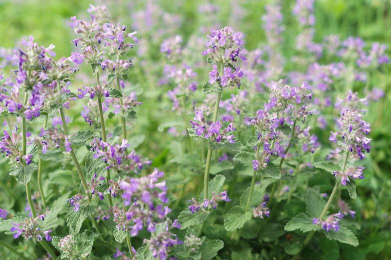 catmint