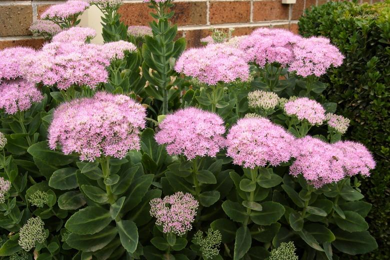 Flowering Autumn Joy Succulent Plant