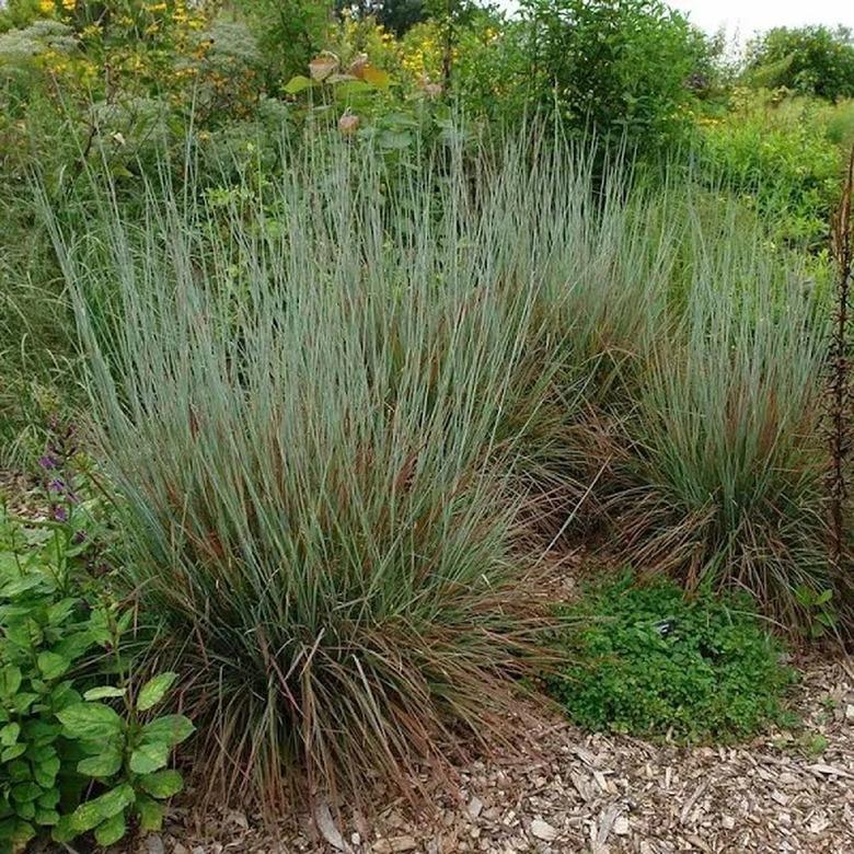 Schizachyrium scoparium 'Standing Ovation' in a garden