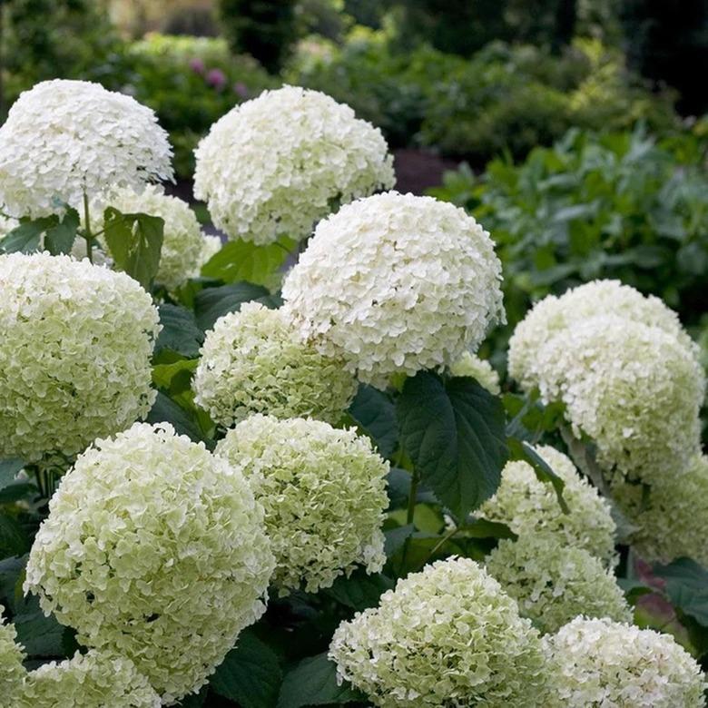 Incrediball hydrangea shrub with white blooming flowers