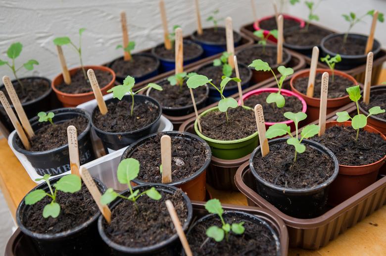 Tray of potted seedlings in plastic plant pots and trays with wooden labels