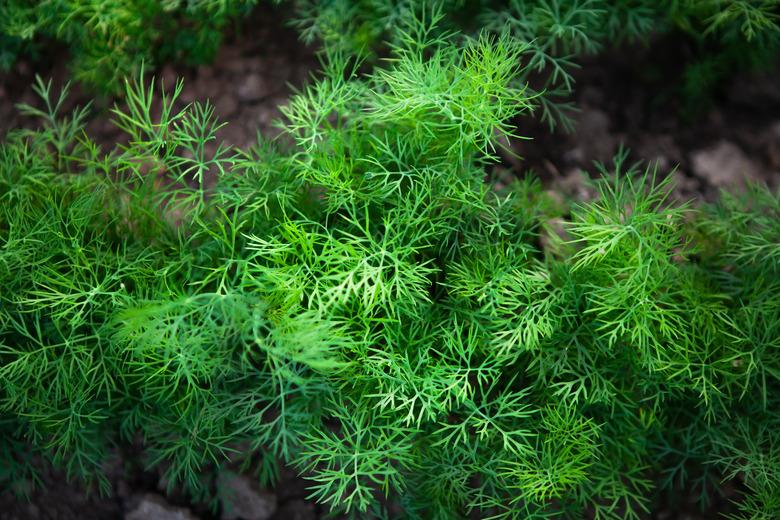 Fresh young dill growing in rows on a vegetable patch, top view.