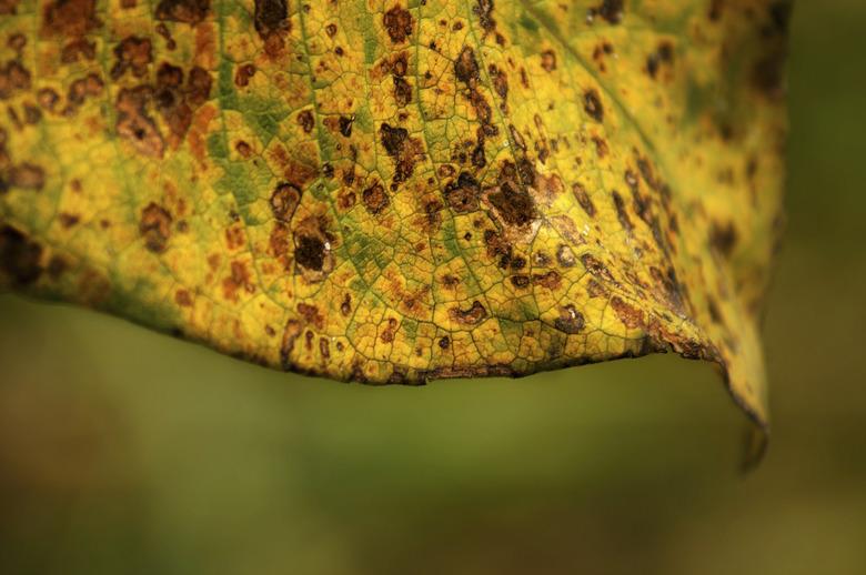 Close up of spotted brown and yellow leaf