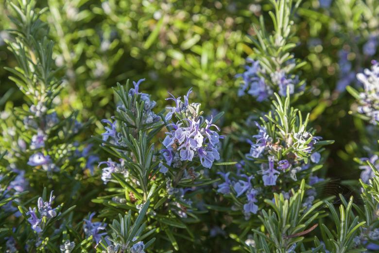 Rosemary bush in flower