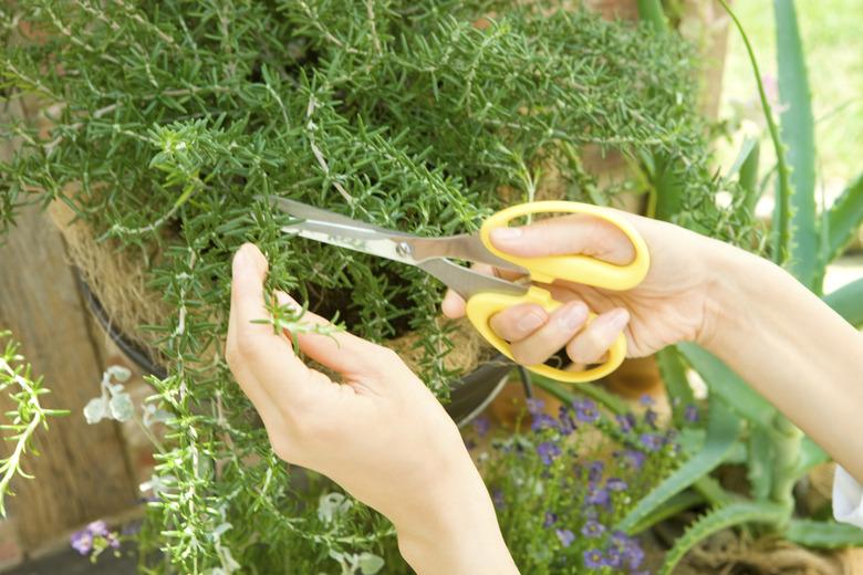 Woman's hand picking rosemnary in home garden