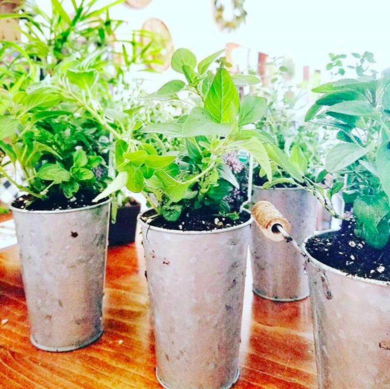 herbs in galvanized pots