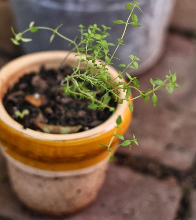 Thyme in a pot