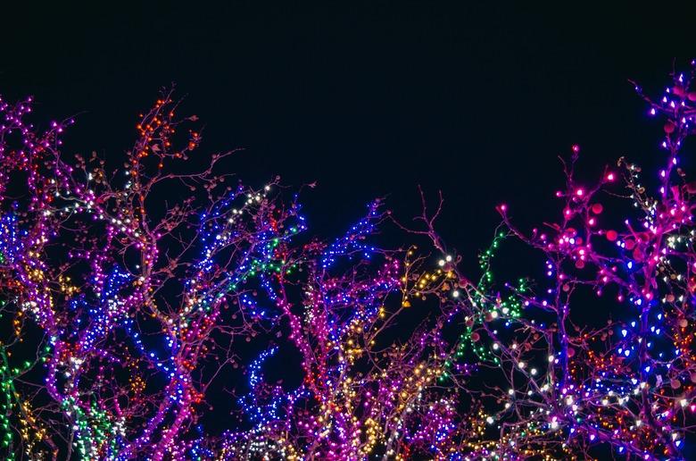 multicolor holiday lights on trees at night