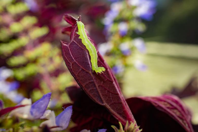 Closeup of green looper caterpillar (Chrysodeixis eriosoma, Hrysodeixis subsidens) on a purple coleus leaf.