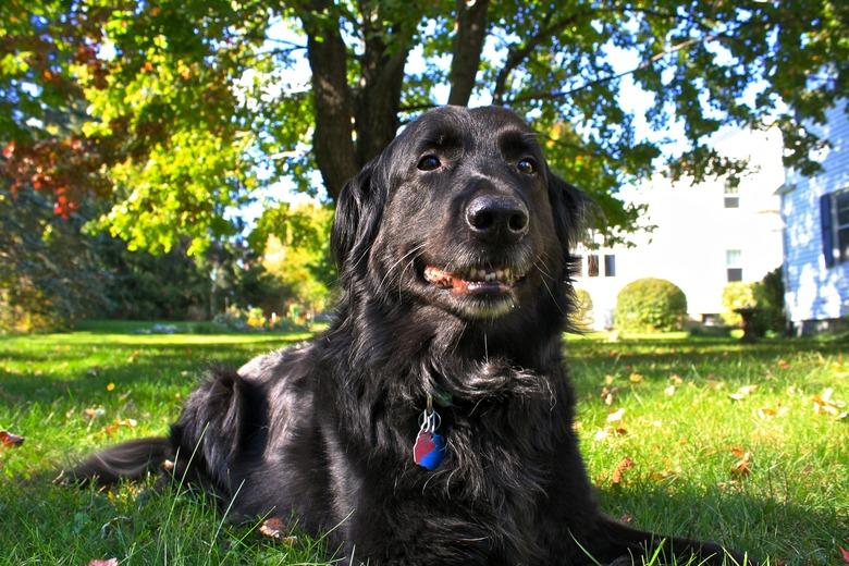 Playful black flat coated retriever resting in yard.