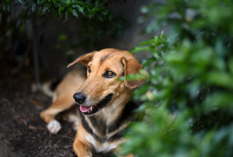 A brown, white, and black dog resting under a green shrub on a hot, sunny day.