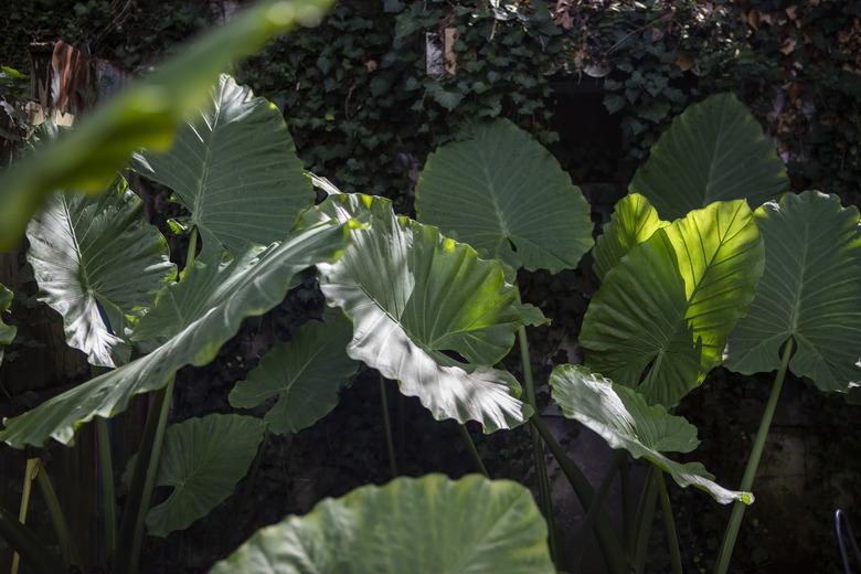 Green plants outside