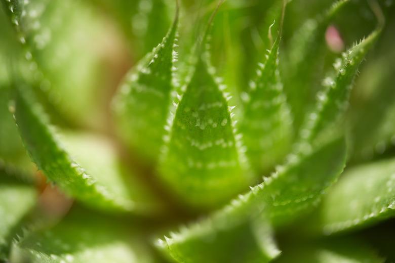 Aloe vera plant