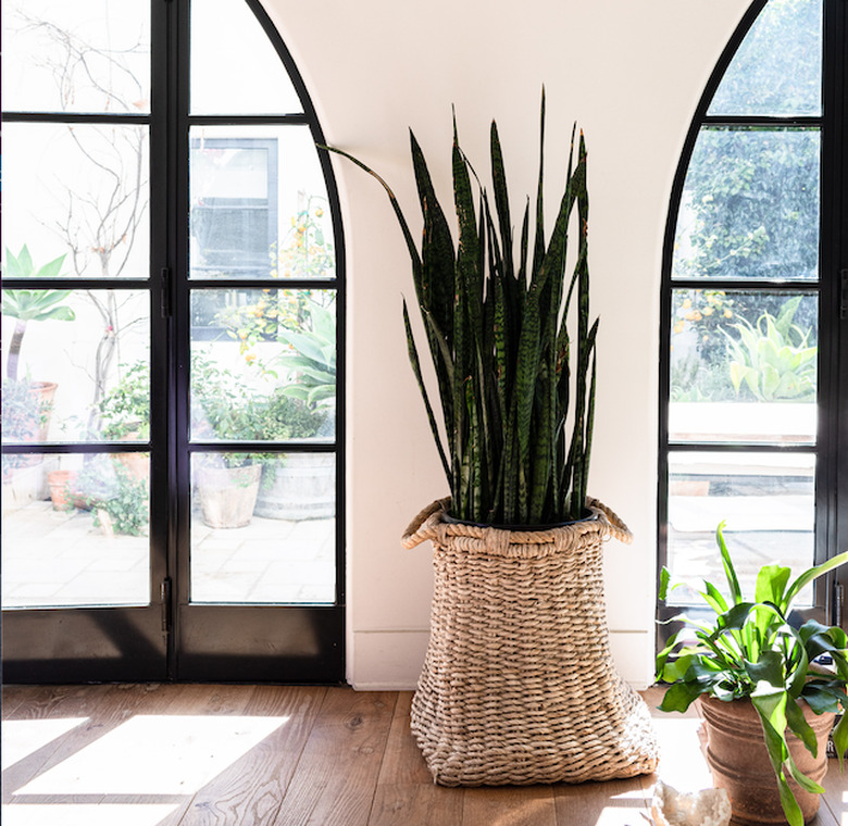 Snake Plant in home near windows