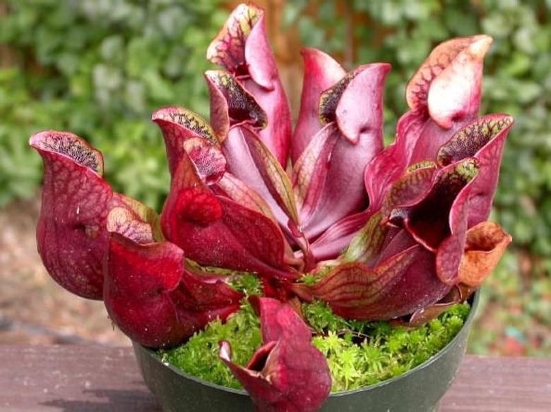 Pitcher Plant (Sarracenia purpurea)