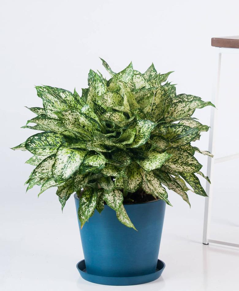 Aglaonema 'Spring Show' plant in blue planter