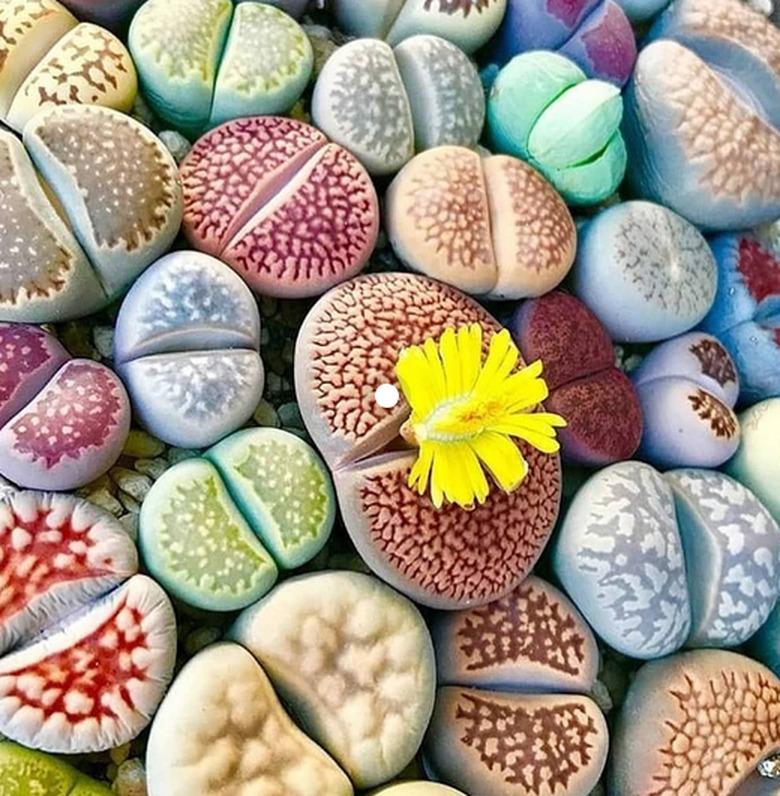 Blooming stone plants