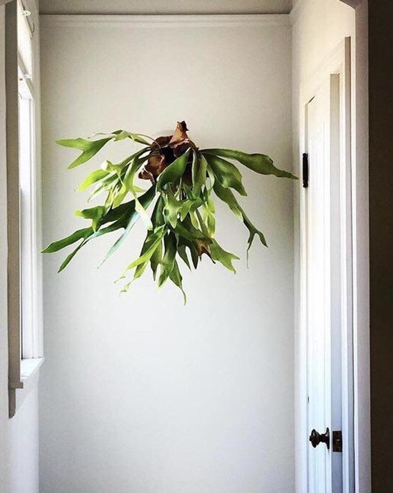 Staghorn Fern plant mounted on white wall.