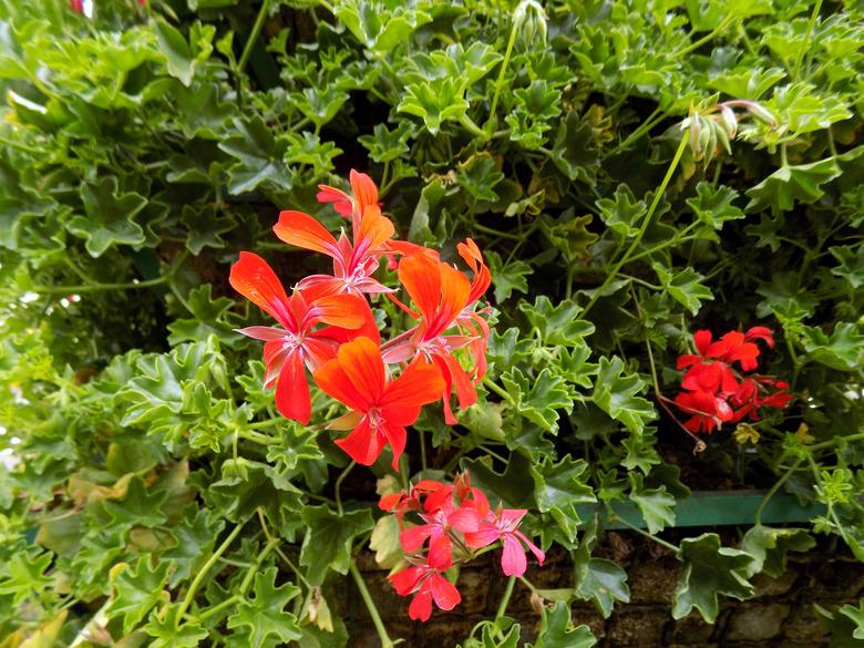 Red Geraniums in the garden.