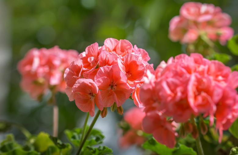 The flowers geranium in a summer garden.