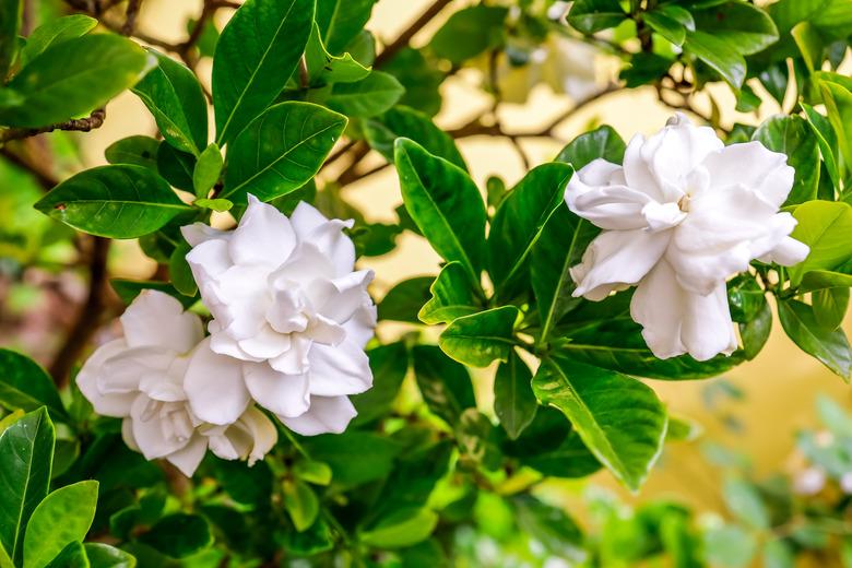 Close-up of white gardenias