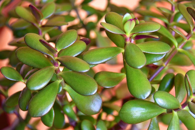 Succulent houseplant Crassula as background. Selective focus